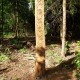 „Dievų parkas“
