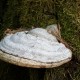 „Dievų parkas“
