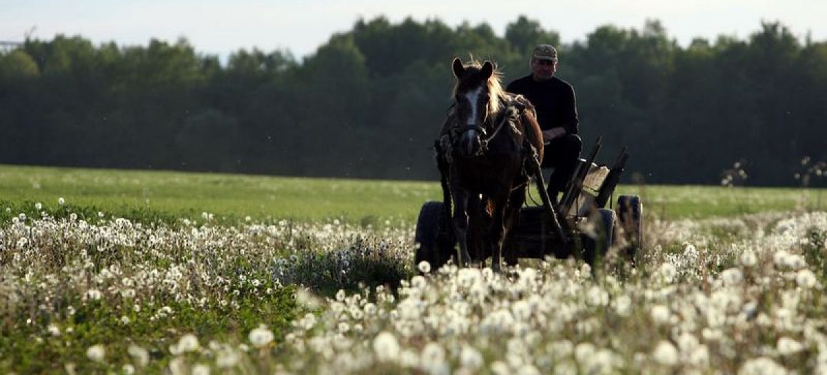 „Radyščius. Giminių medžių sodas“