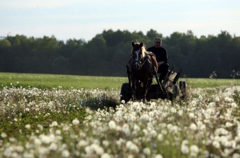 „Radyščius. Giminių medžių sodas“
